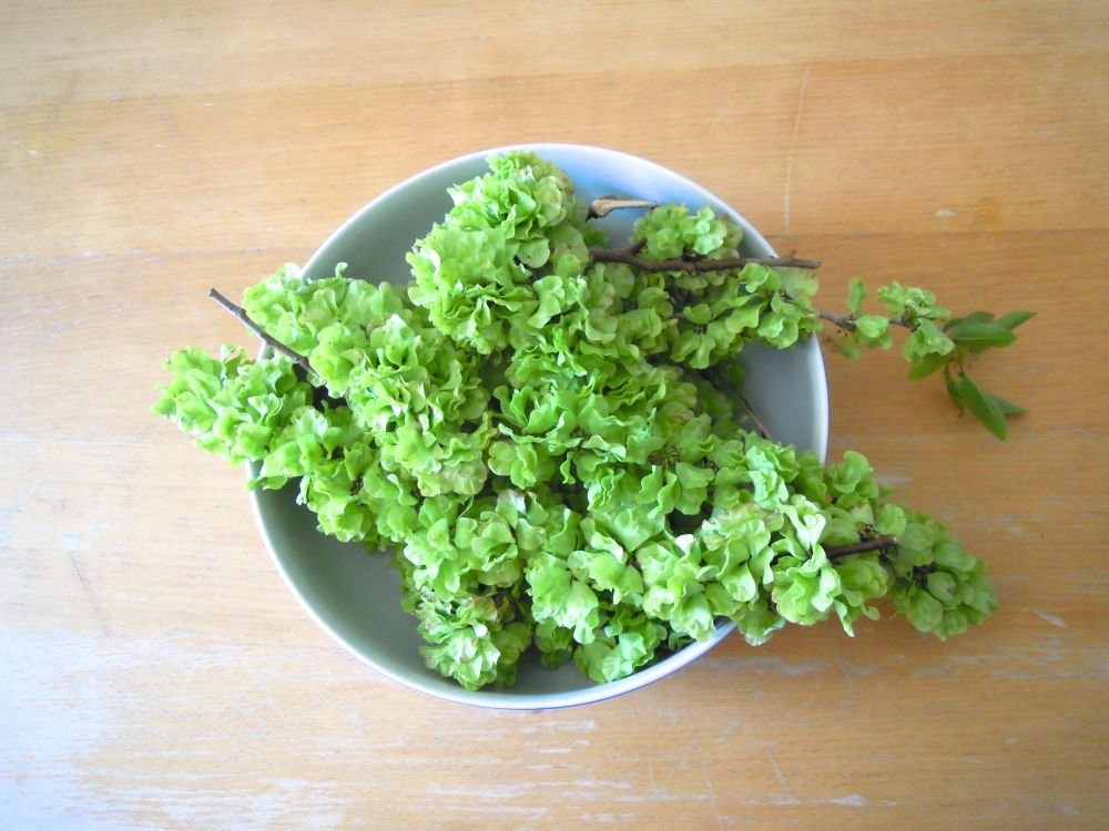 Insalata bigusto di mangiapane, i frutti teneri dell'olmo - passo 1