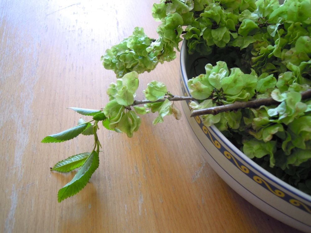 Insalata bigusto di mangiapane, i frutti teneri dell'olmo - passo 1