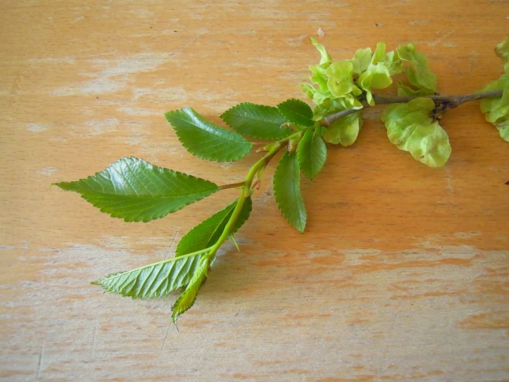 Insalata bigusto di mangiapane, i frutti teneri dell'olmo - passo 2