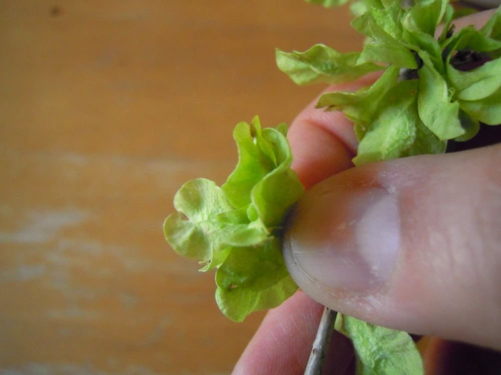 Insalata bigusto di mangiapane, i frutti teneri dell'olmo - passo 2