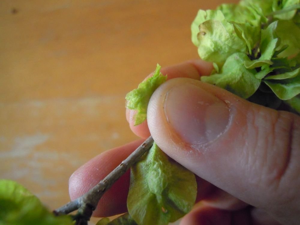 Insalata bigusto di mangiapane, i frutti teneri dell'olmo - passo 2
