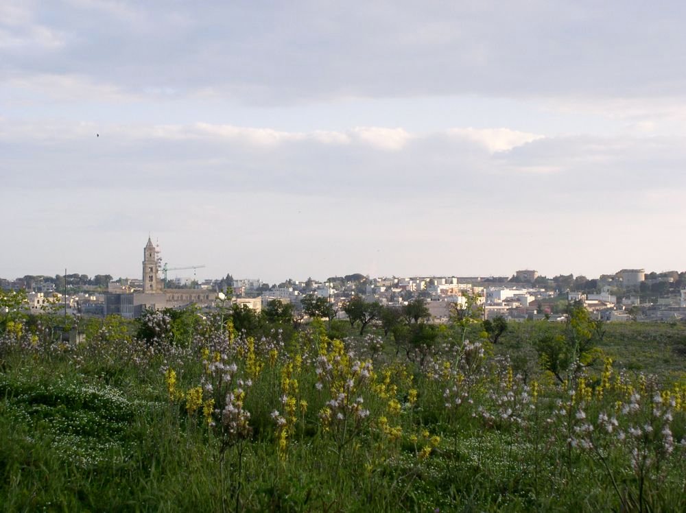 murge fiori e paesaggi 04126