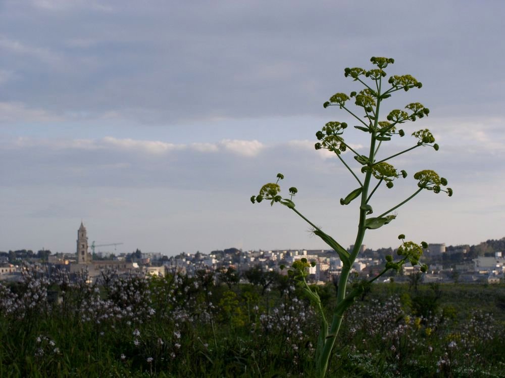 murge fiori e paesaggi 04127