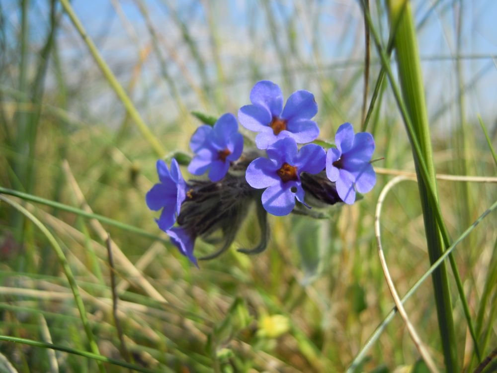 Fiori blu delle Murge
