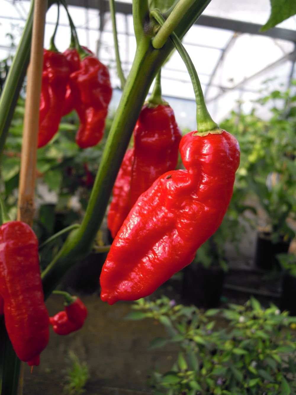 Naga morich