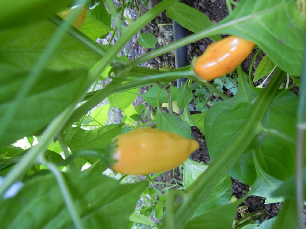 Panama hot giallo (Panama)