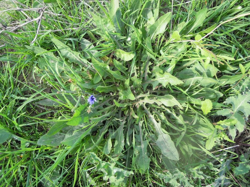 pianta di cicoria in terra