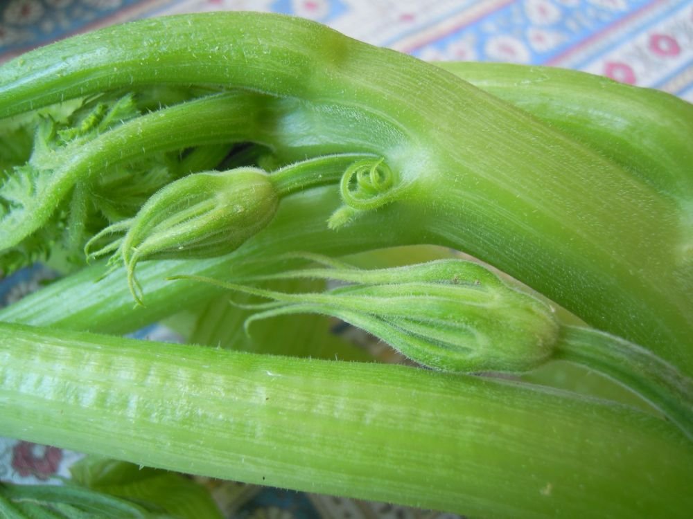 Strascinati e "tadd" ("talli" o "tenerumi") - passo 2