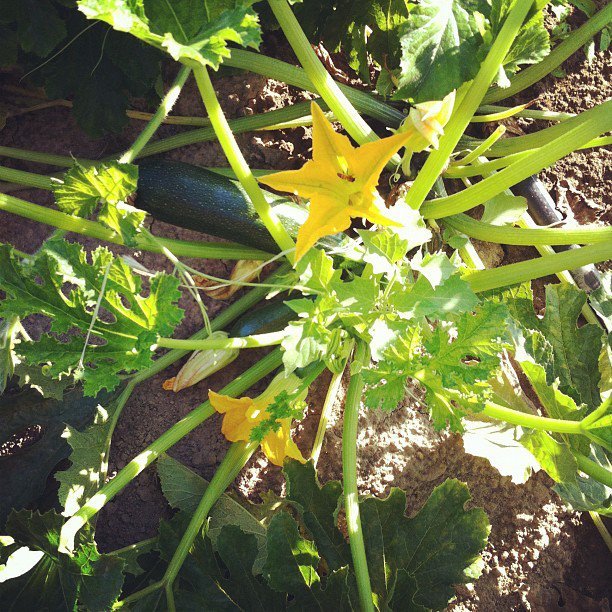 pianta di zucchine