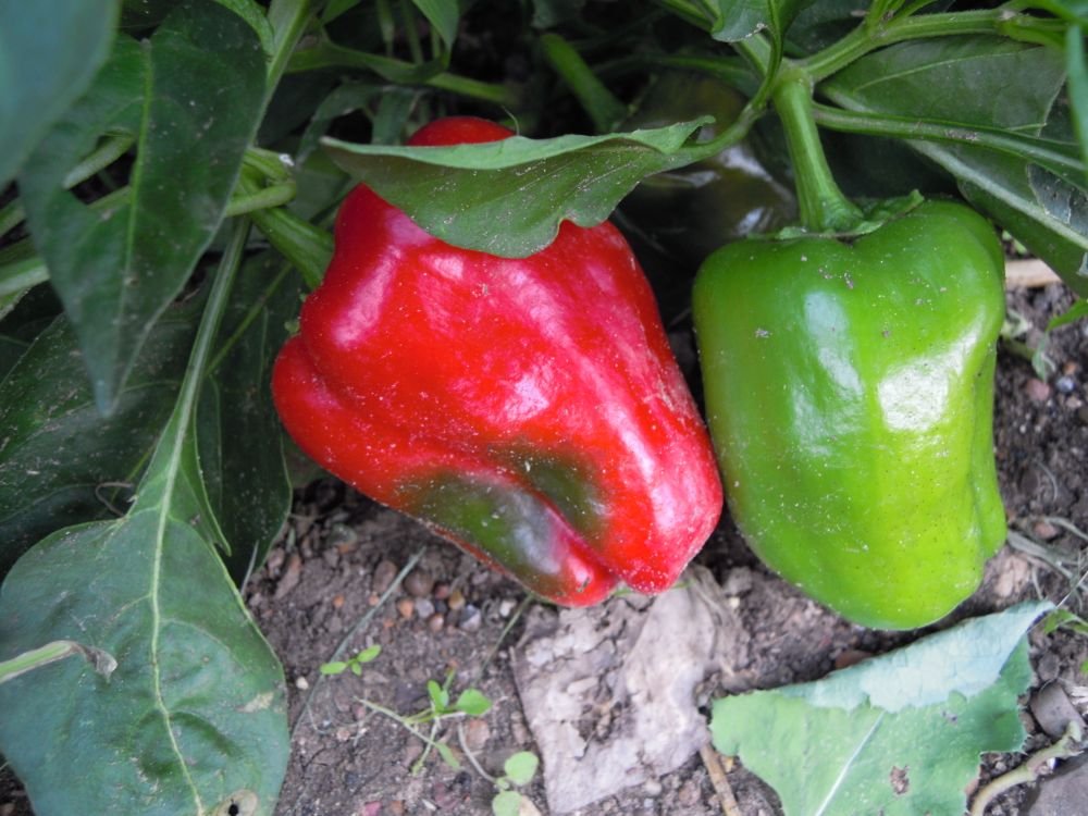 Poblano (Messico)