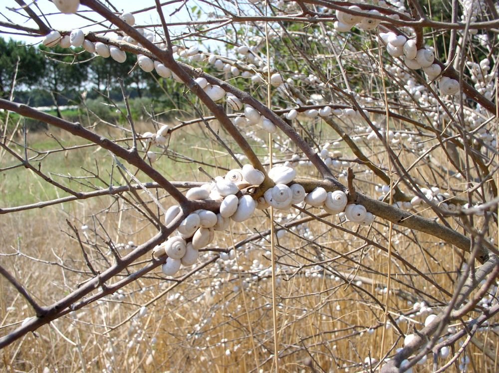 chiocciole lumachine sul ramo Teba Pisana
