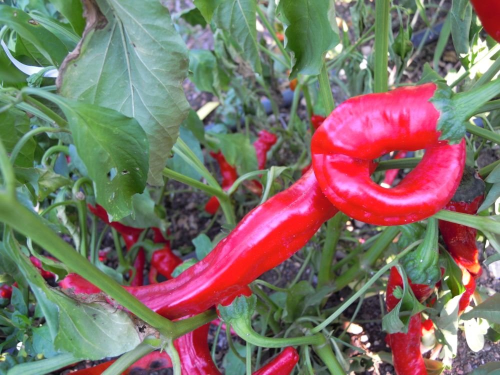 Rocoto (Canarie)