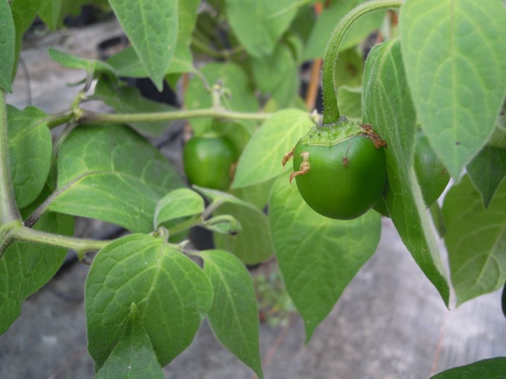 Rocoto Canario (Perù)
