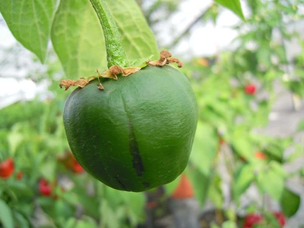 Rocoto Manzoni (Perù)