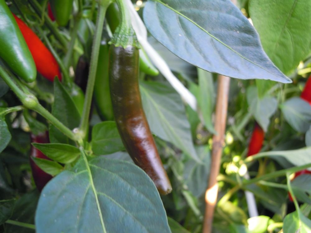 Serrano tanpiquena