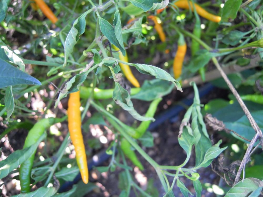 Thai Orange (Thailandia)