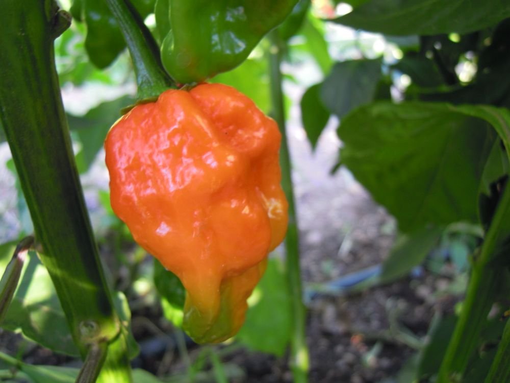 Trinidad Horn (Africa)
