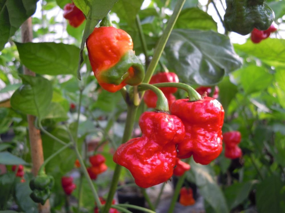 Trinidad Scorpion Butch Tayolor (Trinidad)