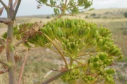 Ferula fiore