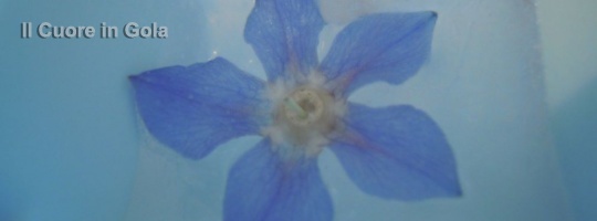 fiorellini di borragine 20121