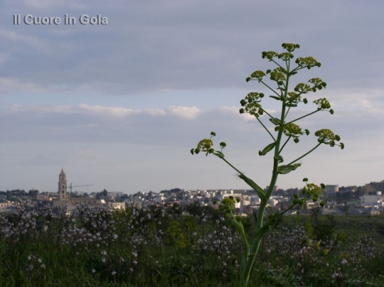 murge fiori e paesaggi 04127