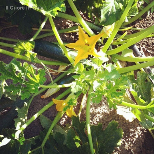 pianta di zucchine
