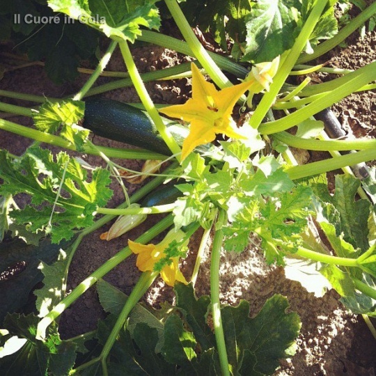 pianta di zucchine