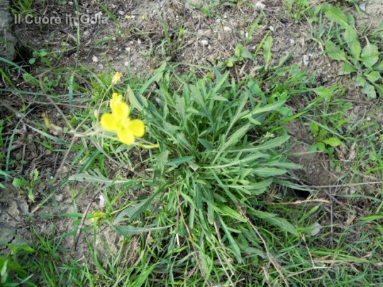 rucola